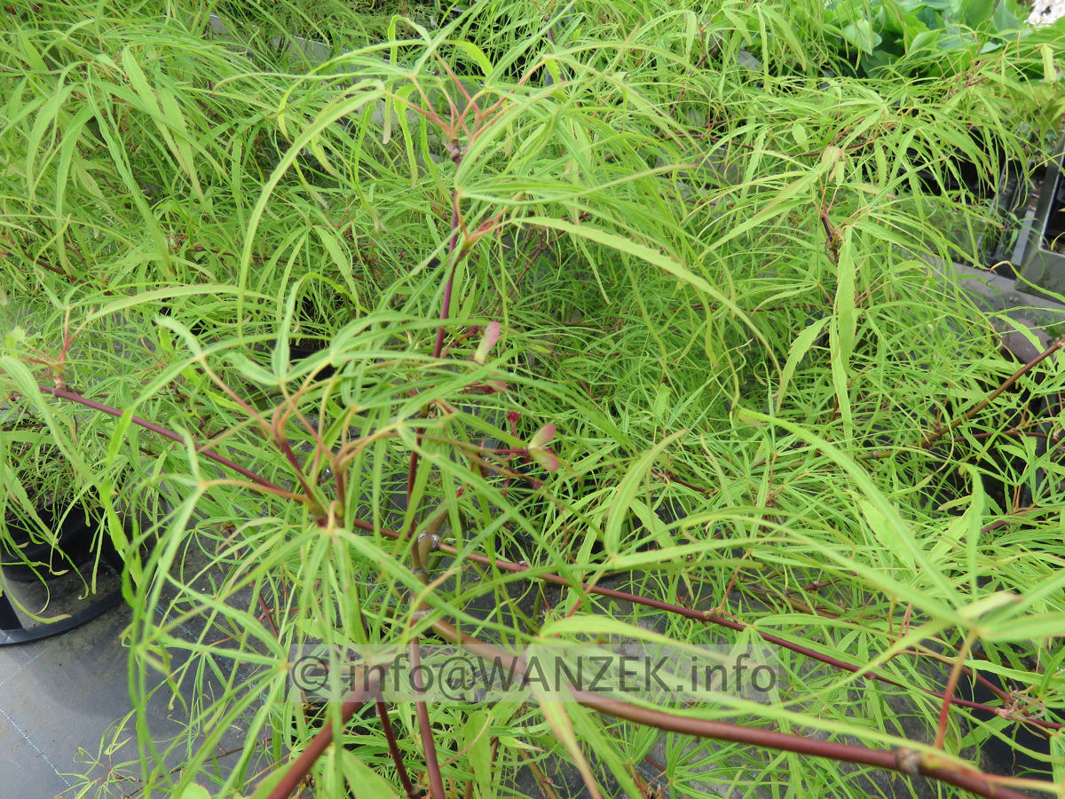 Acer palmatum Koto no ito - Austrieb03.JPG